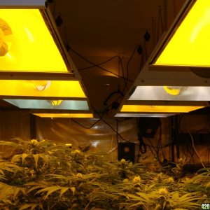 Grow room 09