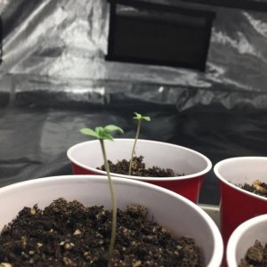 Seedlings