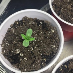 Seedlings