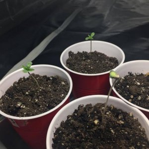 Seedlings