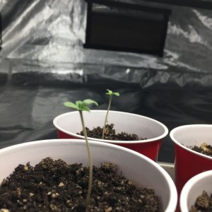 Seedlings