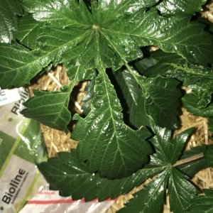 Mutated/ brown / torn leaves