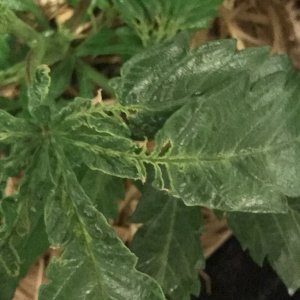 Mutated/ brown / torn leaves