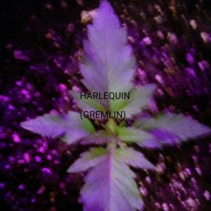 Harlequin