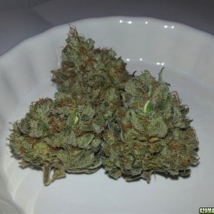 Pyramid Seeds - American Pie with S1 seeds