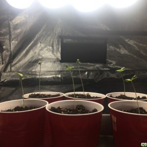 Seedlings Near Light