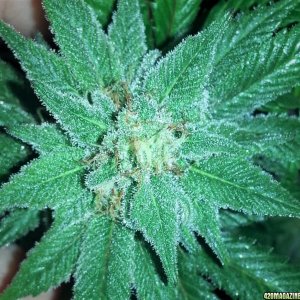 Permafrost with x White Widow seeds