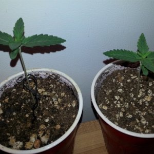 Myco-Tek Seeds - Gorilla Dawg F1 (left) Hell Monkey (right)