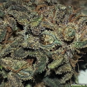 Sweet Seeds - Black Cream