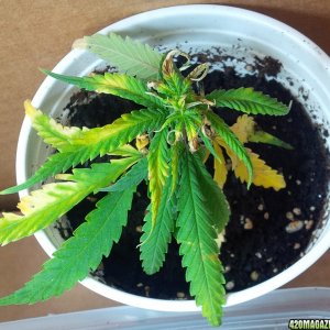 CBD Critical Mass clone 1