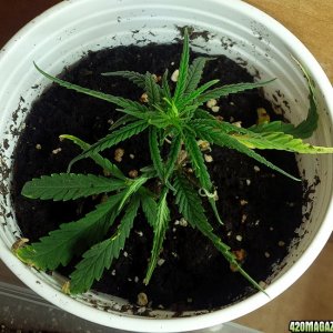 CBD Critical Mass clone 2