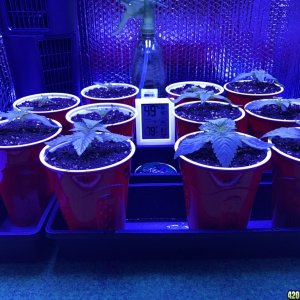 First grow sprouted 3/15/17