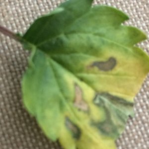 Leaves yellow with brown spots