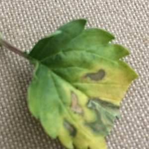 Yellow and brown leaves