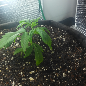 beginners grow