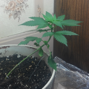 beginners grow