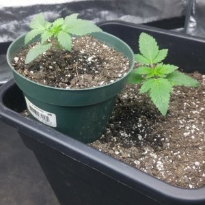 Day 8 Ganja Farmer Og