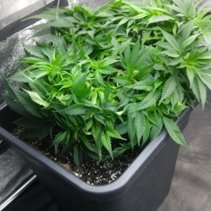 Bagseed 1 Lst'd