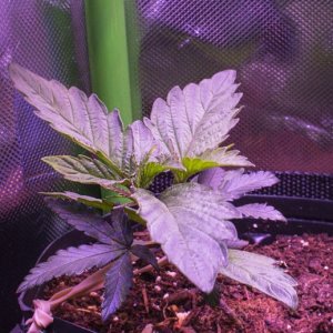 Blueberry #1 - Vegetative Week 6