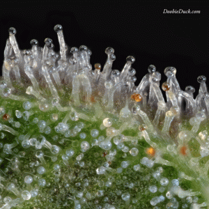 Macro cannabis DoobieDuck