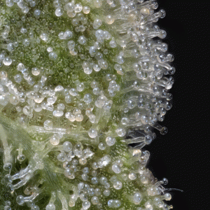 Macro cannabis DoobieDuck