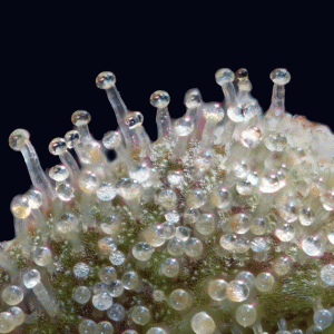 Macro cannabis DoobieDuck