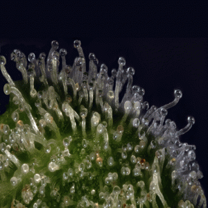 Macro cannabis DoobieDuck