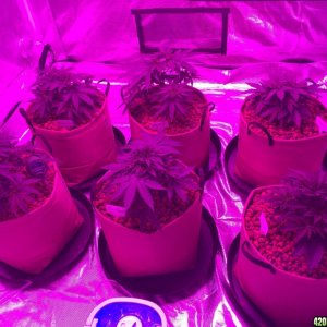 Indoor organic supersoil grow