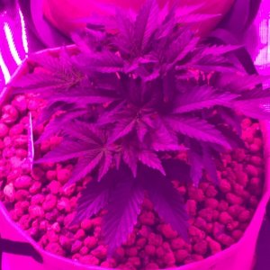 Indoor organic supersoil grow