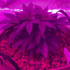 Indoor organic supersoil grow