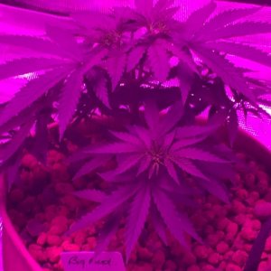 Indoor organic supersoil grow