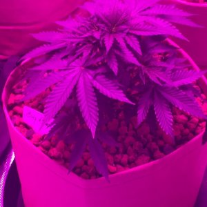 Indoor organic supersoil grow