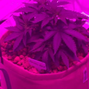 Indoor organic supersoil grow