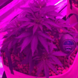 Indoor organic supersoil grow