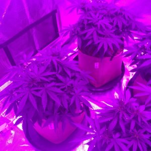 Indoor organic supersoil grow