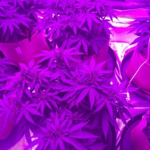 Indoor organic supersoil grow