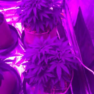 Indoor organic supersoil grow