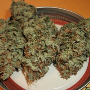 Pyramid Seeds - American Pie with (x White Widow) seeds