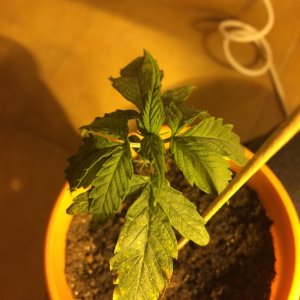 Yellow spots on the leafs. Please help