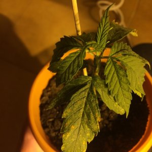 Yellow spots on the leafs. Please help
