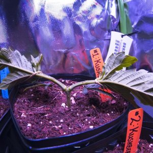 Kushberry #1 - Vegetative Week 6.75 Manifold Establishment Training