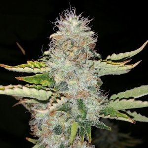 Amherst Sour Diesel