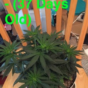 Day 37 - Unknown Grow - First Grow Spring 2017