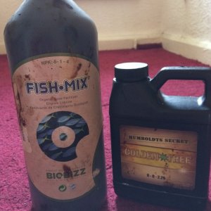 Fish Mix and Humboldt's Secret Golden Tree