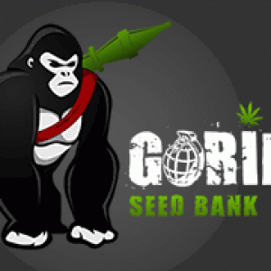 Gorilla