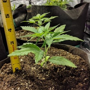 Day 22 of Sour Jack Grow