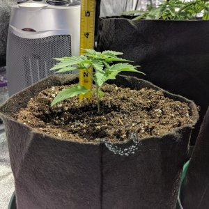 Day 22 of Sour Jack Grow