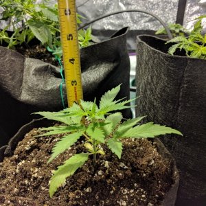 Day 22 of Sour Jack Grow