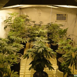 Breeding Room-Day 4 of Flowering-4/2/17