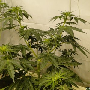 Breeding Room-Day 4 of Flowering-4/2/17